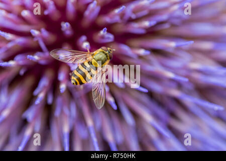 Gelb und Schwarz hoverfly mit transparenten Flügel ruht auf dem Lila spikey Blumen von einem riesigen Distel in eine Zuteilung in Northumberland, gestreift. Stockfoto