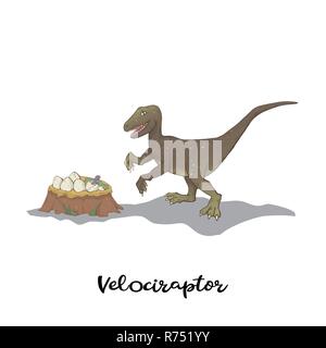 Velociraptor mit Nest Dinosaurier Eier auf einem weißen Hintergrund. Wild Hunter Predator Stock Vektor