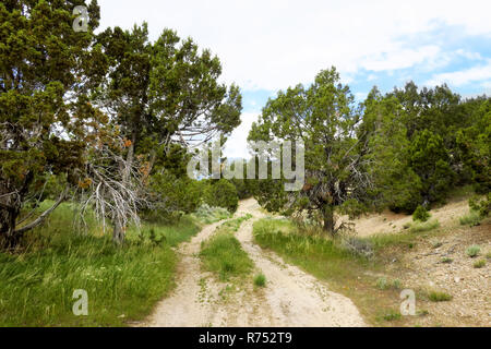 Ein Schmutz engen Pfad durch Bäume in der Wüste von Utah. Stockfoto