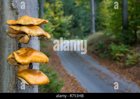 Bündel gelbe Pilze wachsen auf Baumstamm. Nahaufnahme der Pilze mit gewellten Kappen auf Buche Rinde im Herbst Wald. Verschwommen Waldweg im Hintergrund. Stockfoto