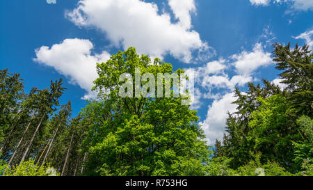 Frischen grünen Baumkrone von Eichen im Frühjahr Wald oder Park. Quercus robur. Schöne Baumkronen unter strahlend blauen Himmel mit weißen Wolken. Natürliche Hintergrund. Stockfoto