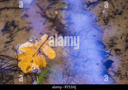 Gelbe Eichenlaub auf dem Wasser schwimmend Oberfläche. Gefallenen geädert Faltblatt mit Rip hilflos auf Transparenten natürlichen Pool. Herbst in der Nähe von klaren See. Stockfoto