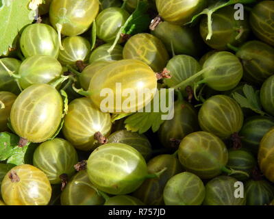 Berry Stachelbeeren, Ernte agrus Stockfoto