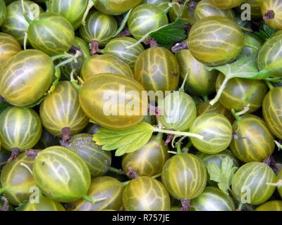 Berry Stachelbeeren, Ernte agrus Stockfoto