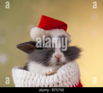 Urlaub Weihnachten Bunny in Santa Hut auf geschenkkarton Hintergrund Stockfoto