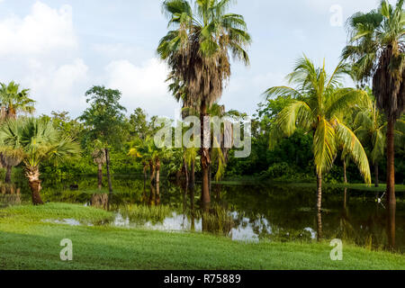 Kubanische Sumpf - Peninsula de Zapata Nationalpark/Zapata Sumpf, Kuba Stockfoto