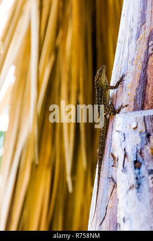 Die Brown anole (Anolis sagrei), auch bekannt als die Bahaman anole oder de la Sagra des Anole - Varadero, Kuba Stockfoto