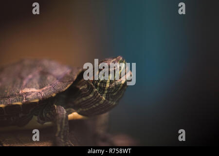 Schildkröte aus nächster Nähe. Baby box Schildkröte langsam auf dem Boden. Nahaufnahme eines Reptils. Mittellange Aufnahme einer Schildkröte. Stockfoto