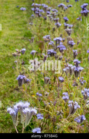 wilde Distel Stockfoto