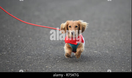 Brighton, Sussex, UK. 08. Dezember 2018. Keks der Hund hat Probleme mit seinen Ohren im Wind, wie er an den jährlichen Brighton Santa Dash nimmt entlang der Küste von Hove, Geld für die lokale Rockinghorse Nächstenliebe. Rockinghorse ist ein Brighton-basierte Nächstenliebe, unterstützt Kinder in Sussex seit über 50 Jahren. Foto: Simon Dack/Alamy leben Nachrichten Stockfoto