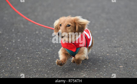 Brighton, Sussex, UK. 08. Dezember 2018. Keks der Hund hat Probleme mit seinen Ohren im Wind, wie er an den jährlichen Brighton Santa Dash nimmt entlang der Küste von Hove, Geld für die lokale Rockinghorse Nächstenliebe. Rockinghorse ist ein Brighton-basierte Nächstenliebe, unterstützt Kinder in Sussex seit über 50 Jahren. Foto: Simon Dack/Alamy leben Nachrichten Stockfoto