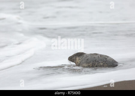 Aberystwyth, Ceredigion, Wales, UK. 08. Dezember 2018 Großbritannien. Wetter: Eine Dichtung, die in Seenot Köpfe zurück ins Wasser, nachdem berichtet wird an den TIERSCHUTZVEREIN. Vermutlich gerade von der rauhen stürmischem Wetter an der Küste ausruhen, dann geht zurück ins Meer, wie die Flut in Aberystwyth zurückzieht. © Ian Jones/Alamy Leben Nachrichten. Stockfoto