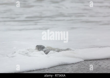 Aberystwyth, Ceredigion, Wales, UK. 08. Dezember 2018 Großbritannien. Wetter: Eine Dichtung, die in Seenot Köpfe zurück ins Wasser, nachdem berichtet wird an den TIERSCHUTZVEREIN. Vermutlich gerade von der rauhen stürmischem Wetter an der Küste ausruhen, dann geht zurück ins Meer, wie die Flut in Aberystwyth zurückzieht. © Ian Jones/Alamy Leben Nachrichten. Stockfoto