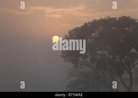 Kathmandu, Nepal. 8. Dezember, 2018. Sonnenaufgang Blick auf die Taudaha Feuchtgebiet See auf der nebligen Morgen. Der Kormoran ist Mitglied der Kormoran Familie von Seevögeln, und wandert von Norden nach Süden für den Winter jedes Jahr. Credit: Sunil Pradhan/SOPA Images/ZUMA Draht/Alamy leben Nachrichten Stockfoto