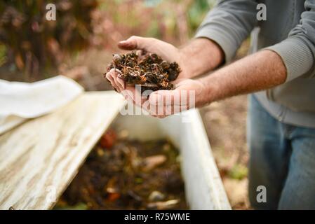 In der Nähe der Hände des Menschen auf biologisch-dynamischen Bauernhof nächste Fach Holding eine Handvoll Würmer zu Kompost und kompostierte Erde bei DaVero Winery, in Healdsburg, CA, USA Stockfoto