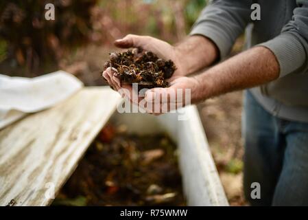 In der Nähe der Hände des Menschen auf biologisch-dynamischen Bauernhof nächste Fach Holding eine Handvoll Würmer zu Kompost und kompostierte Erde bei DaVero Winery, in Healdsburg, CA, USA Stockfoto