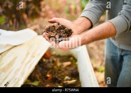 In der Nähe der Hände des Menschen auf biologisch-dynamischen Bauernhof nächste Fach Holding eine Handvoll Würmer zu Kompost und kompostierte Erde bei DaVero Winery, in Healdsburg, CA, USA Stockfoto