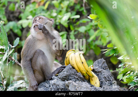 Krabbenfressende oder langschwänzige Makaken-Affe (Macaca fascicularis), die Bananen essen, Phang Nga Bay, Thailand Stockfoto