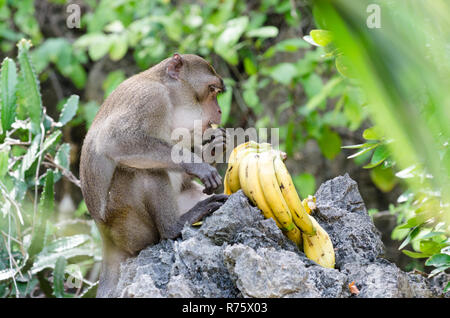 Krabbe - Essen oder Long-tailed Makaken (Macaca fascicularis) Bananen essen, Phang Nga Bay, Thailand Stockfoto