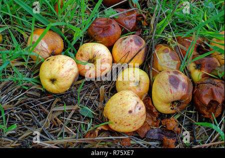 Verrotten windfall Äpfel auf dem Boden liegend Stockfoto