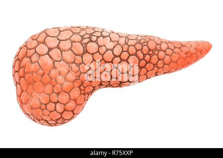 Pankreas Organ des Menschen, 3D-Rendering auf weißem Hintergrund Stockfoto