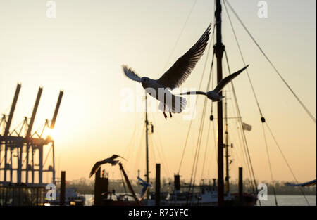 Deutschland, Oevelgoenne, Elbe, Hafen, fliegende Möwe Stockfoto