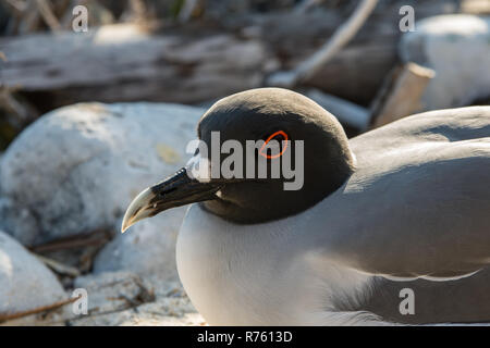 Schlucken Möwe in Galapagos Inseln tailed Stockfoto