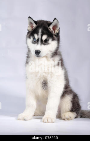 Siberian Husky Welpen reinrassig schwarz und weiss auf grau studio Hintergrund close-up Stockfoto