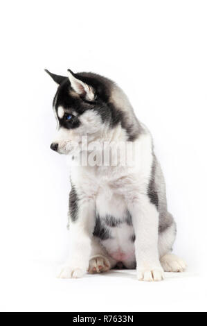 Siberian Husky Welpen Schwarz und Weiß traurig auf weißem Studiohintergrund schließen isoliert - oben Stockfoto