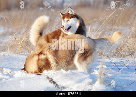 Zwei rote und weiße Sibirische Schlittenhunde Hunde spielen Spaß im Winter Outdoor Stockfoto