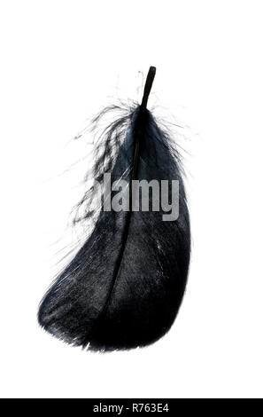 Einzelne schwarze schwebende Feder auf weißem Hintergrund. Stockfoto
