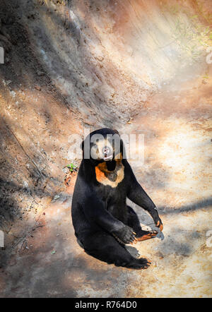 Black sun bear sitzen auf dem Boden/malayan sun bear Verlegung auf Sommer im Nationalpark - Helarctos malayanus Stockfoto