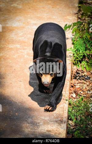 Black sun bear Walking/malayan sun bear auf Sommer im Nationalpark - Helarctos malayanus Stockfoto