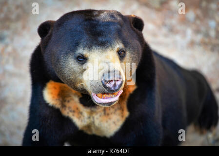 Black sun bear stehen/close up Malayan sun bear auf Sommer im Nationalpark - Helarctos malayanus Stockfoto