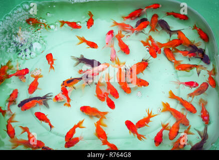 Rot Orange Kunststoff Fische (Goldfische, Karpfen) in ein Seil