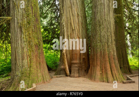 WASHINGTON - Große Western Red Cedar Bäume wachsen entlang der Promenade Trail durch den Hain der Patriarchen; Mt. Rainier National Park. Stockfoto