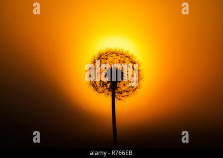 Löwenzahn bei Sonnenuntergang Stockfoto