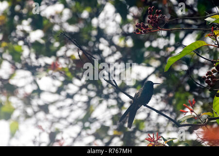 Chlorostilbon ricordii kubanischen Emerald () ist eine Pflanzenart aus der Gattung der Kolibri - männlich - Peninsula de Zapata Nationalpark/Zapata Sumpf, Kuba Stockfoto