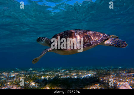 Sea turtle Schwimmen im Meerwasser. Die riesigen Meeresschildkröten Stockfoto