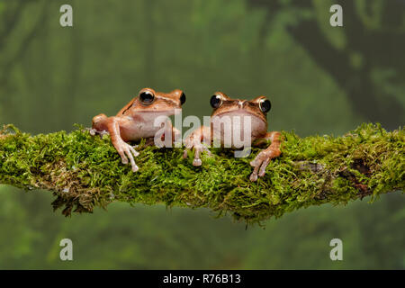 Eine Nahaufnahme Portrait von zwei goldenen Baum Frösche ruht auf einem Flechten bedeckt und starrte nach vorn Stockfoto