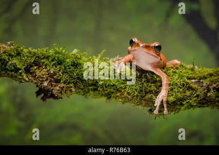 Eine Nahaufnahme portrait einer gold Laubfrosch ruht auf einem Flechten bedeckt und starrte nach vorn Stockfoto