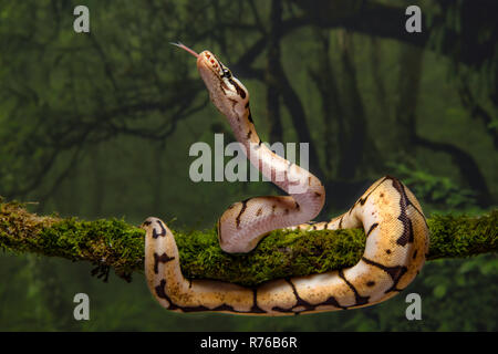 Eine Nahaufnahme von einem Baby Bumble Bee royal Python. Es handelt sich um einen Baum mit seinen Kopf und die Zunge heraus, gespult Stockfoto