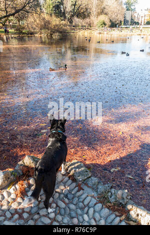 Hund beobachten Enten schwimmen in einem See Stockfoto