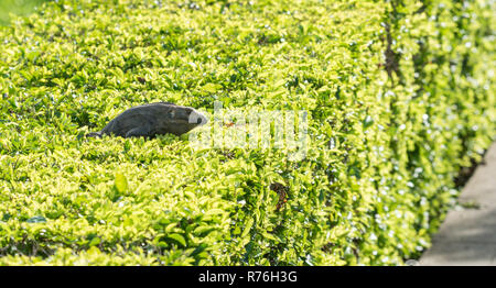 Großer Schwarzer Leguan (Ctenosaura Imilis) sonnt sich auf einem gepflegten Bush, wartet auf Insekten in Reichweite zu kommen. Stockfoto