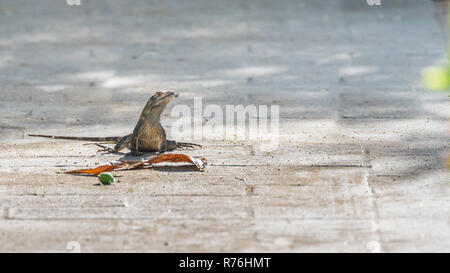 Faul schwarzer Leguan Lounges in der Sonne an einem heißen Bürgersteig. Von einem Strauch ruht auf einem Bürgersteig. Stockfoto