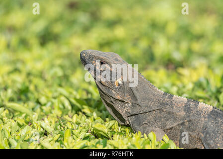 Großer Schwarzer Leguan (Ctenosaura Imilis) sonnt sich auf einem gepflegten Bush, wartet auf Insekten in Reichweite zu kommen. Stockfoto