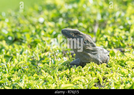 Großer Schwarzer Leguan (Ctenosaura Imilis) sonnt sich auf einem gepflegten Bush, wartet auf Insekten in Reichweite zu kommen. Stockfoto