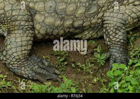 Durban, KwaZulu-Natal, Südafrika, Füße, hintere und vordere Beine von Nil Krokodil, Crocodylus niloticus, ruht auf Land, Wasser, Haut Stockfoto