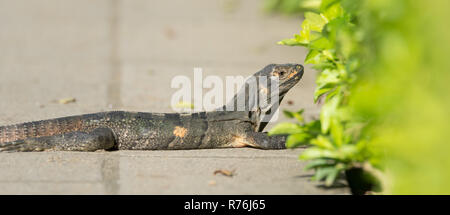 Faul schwarzer Leguan Lounges in der Sonne an einem heißen Bürgersteig. Von einem Strauch ruht auf einem Bürgersteig. Stockfoto