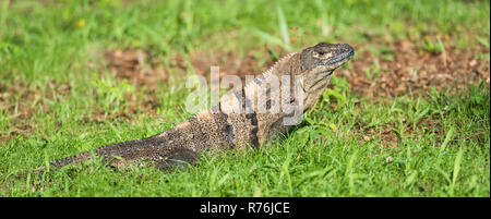 Sleepy Großer Schwarzer Leguan (Ctenosaura Imilis) sonnen sich in einer Wiese. Stockfoto